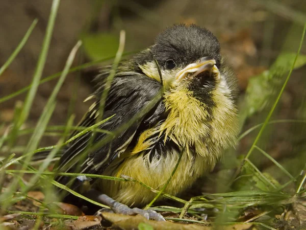 Close Young Tit — Zdjęcie stockowe