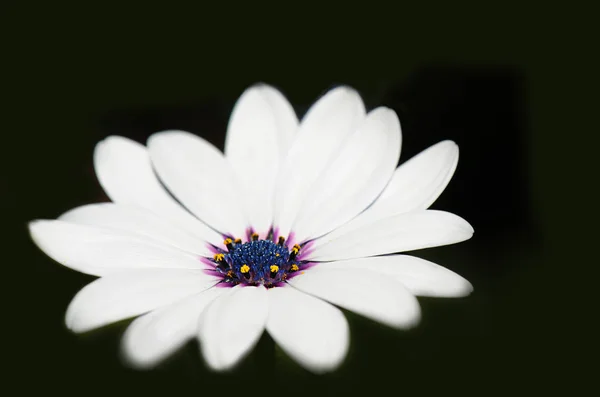 Schöne Botanische Aufnahme Natürliche Tapete — Stockfoto