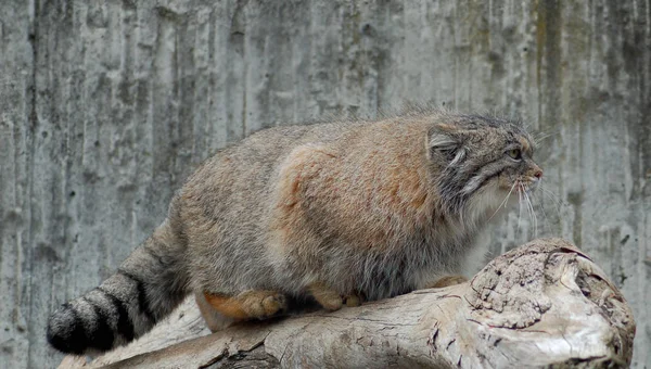 動物園での動物の閉鎖 — ストック写真