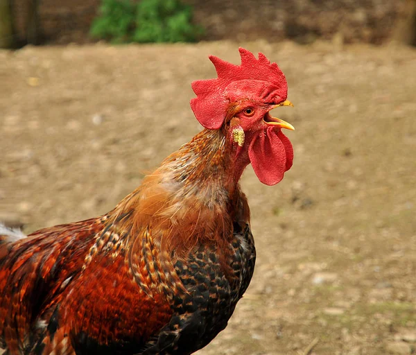 Doğadaki Güzel Kuşun Görüntüsü — Stok fotoğraf