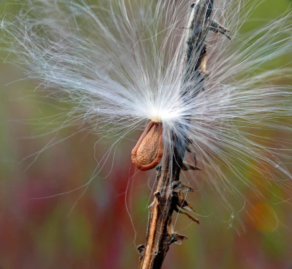 Zaden Van Melkkruid Asclepias Incarnata — Stockfoto