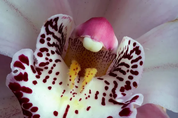 Orquídea Como Focinho — Fotografia de Stock