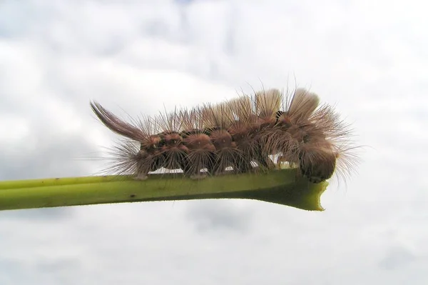 Vers Chenille Insecte Nature — Photo