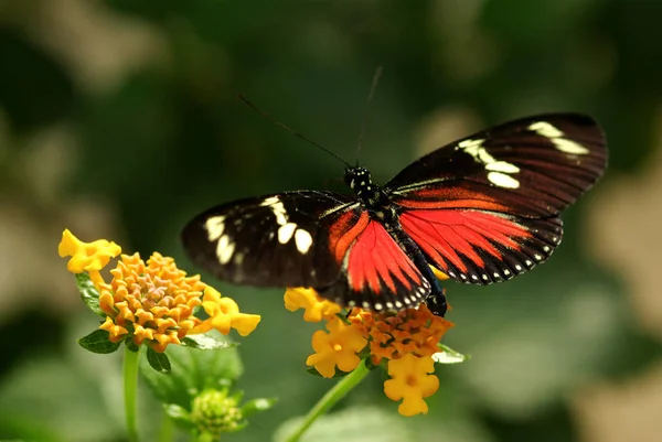 Doris Butterfly Heliconius Doris Costa Rica — Stock Photo, Image