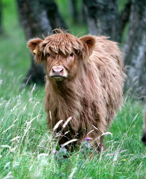 Scotland Country Part United Kingdom — Stock Photo, Image