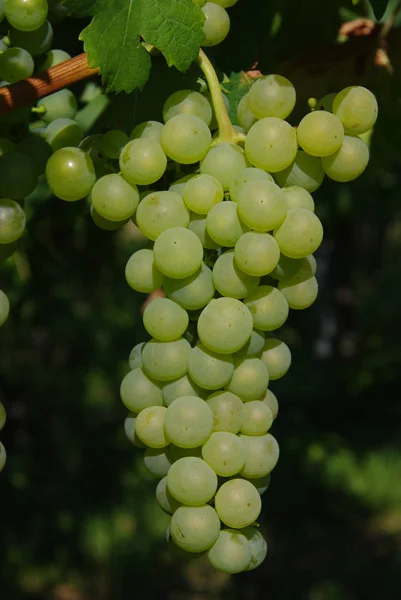 Raisins Blancs Poussant Sur Arbre — Photo