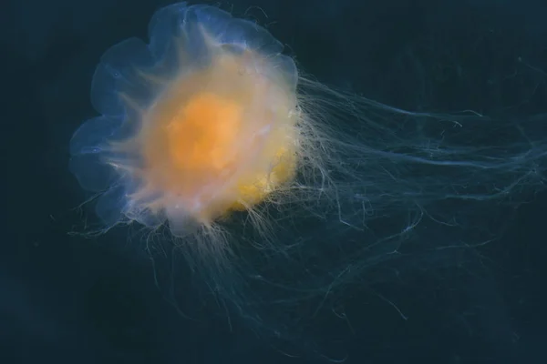 Medusas Acuáticas Mar Submarino Criatura Vida Marina — Foto de Stock