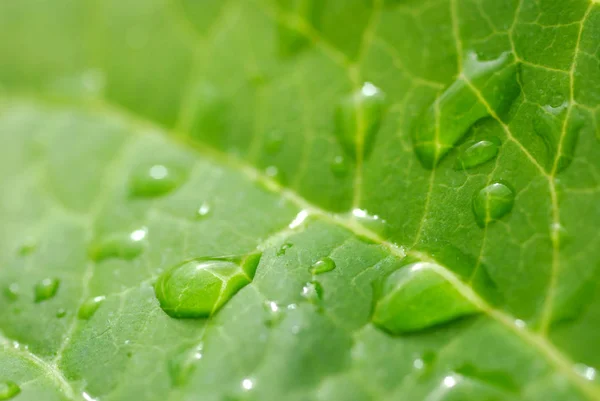 Mooi Botanisch Schot Natuurlijk Behang — Stockfoto