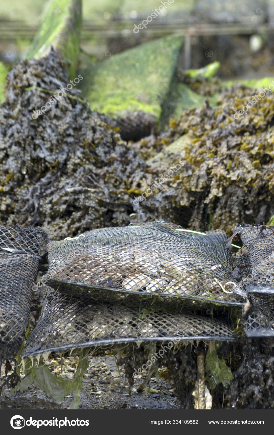 Oyster Bank Low Tide Stock Photo by ©PantherMediaSeller 334109582