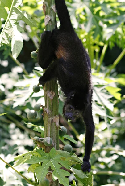 Monkey Animal Primate Mammal — Stock Photo, Image