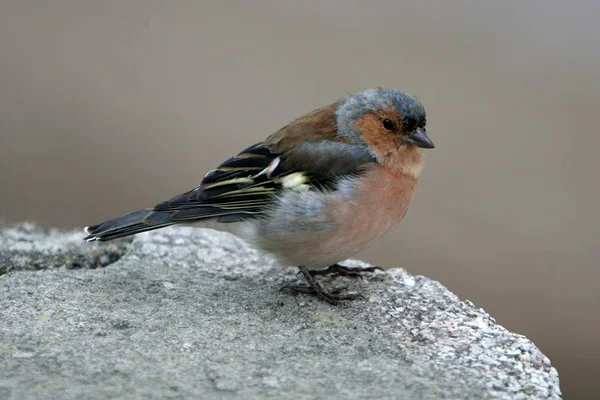 Vedere Pitorească Frumoasei Păsări Drăguțe Finch — Fotografie, imagine de stoc