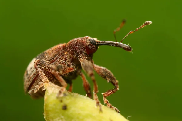 Primer Plano Error Naturaleza Salvaje — Foto de Stock