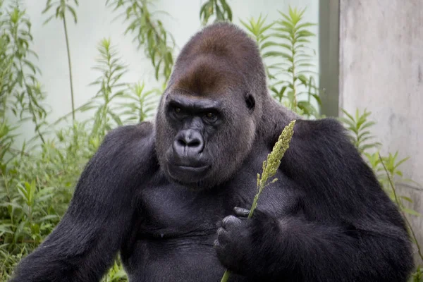 Gorilla Tier Affenaffe Fauna — Stockfoto
