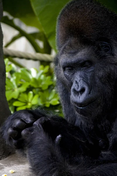 Gorilla Állat Majom Állatvilág — Stock Fotó