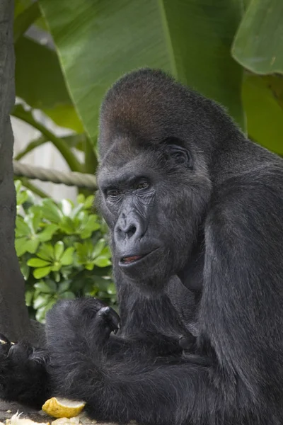 Gorilla Animal Ape Monkey Fauna — Stock Photo, Image