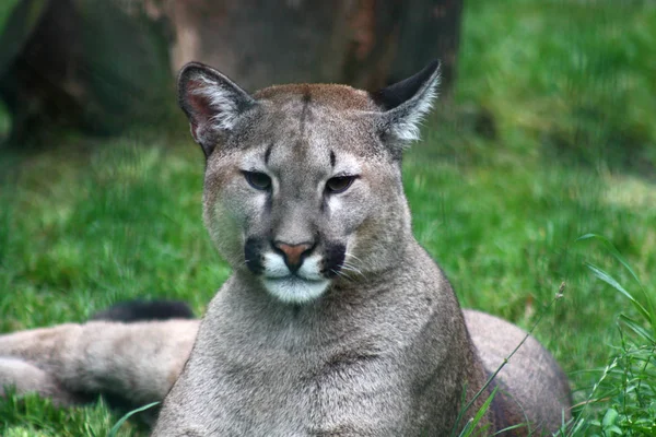 Closeup Animal Zoo — Stock Photo, Image