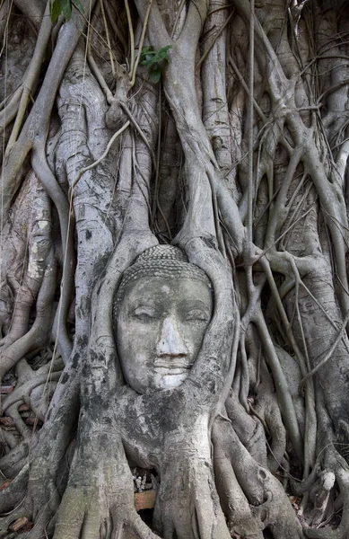根のある仏像 — ストック写真