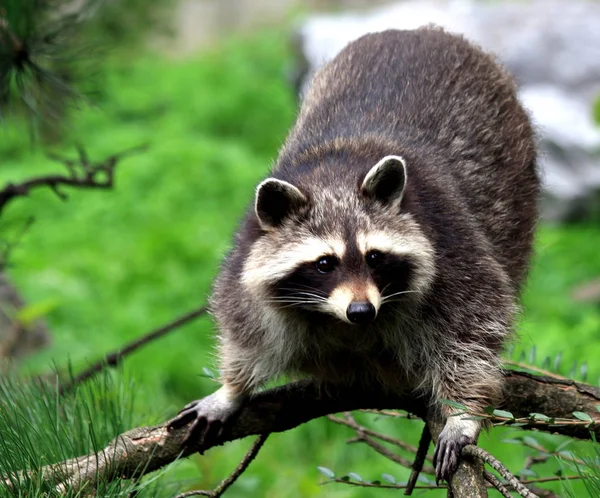 Primer Plano Los Animales Zoológico — Foto de Stock