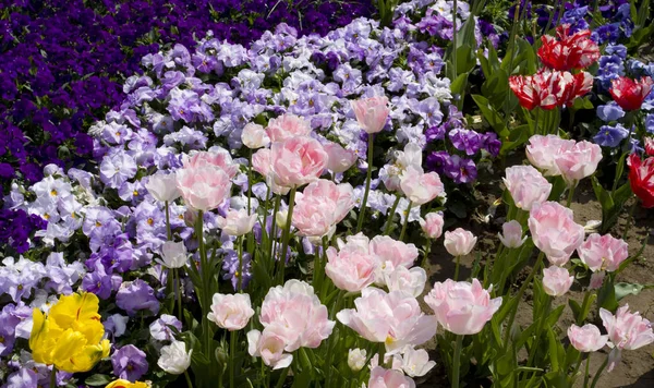 Primavera Belas Flores Tulipas Primavera Flora — Fotografia de Stock
