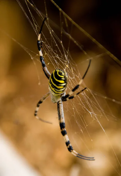Vista Primer Plano Del Insecto Araña Avispa — Foto de Stock