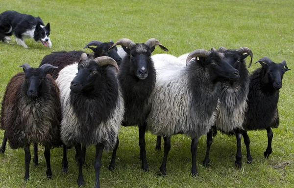 Bordercoliie Aan Het Werk Met Een Kudde Schapenstaart — Stockfoto