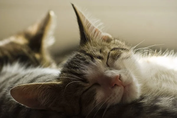 Tamkatter Selektivt Fokus — Stockfoto