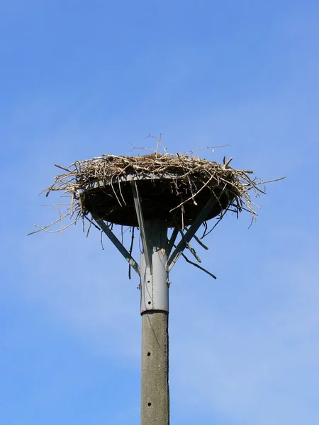 コウノトリ 長い足 長い首飾り鳥 — ストック写真