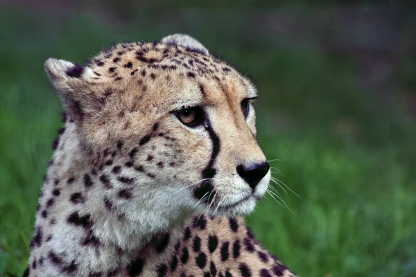 Guepardo Africano Manchado Depredador Gato Grande — Foto de Stock