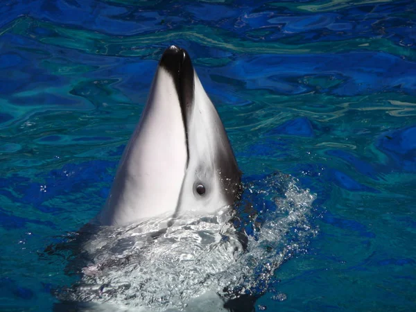 Дельфин Водные Рыбы Морские Животные — стоковое фото