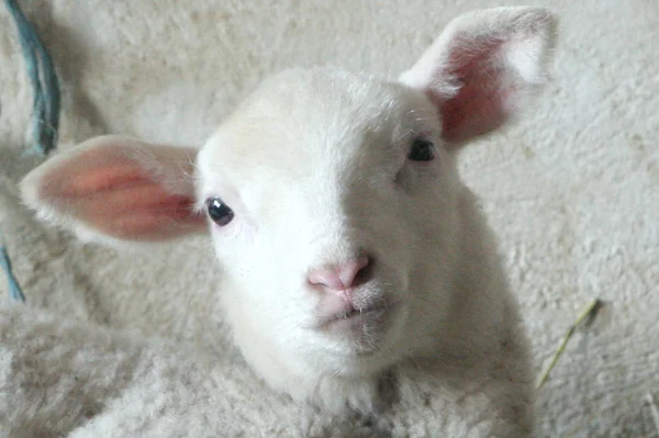 Young Animals Selective Focus — Stock Photo, Image