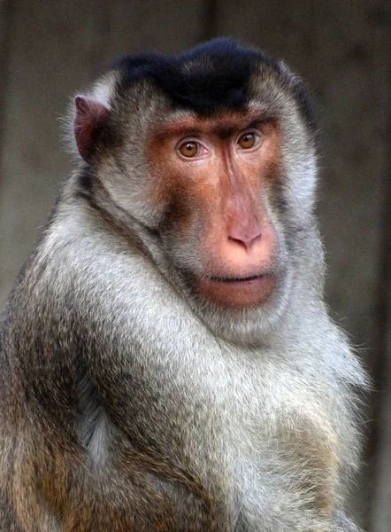 Retrato Cabeça Porco — Fotografia de Stock