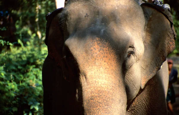 African Mammal Animal Elephant — Stock Photo, Image