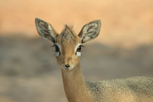 Dik Dik Dik Damara Kirk — Fotografia de Stock