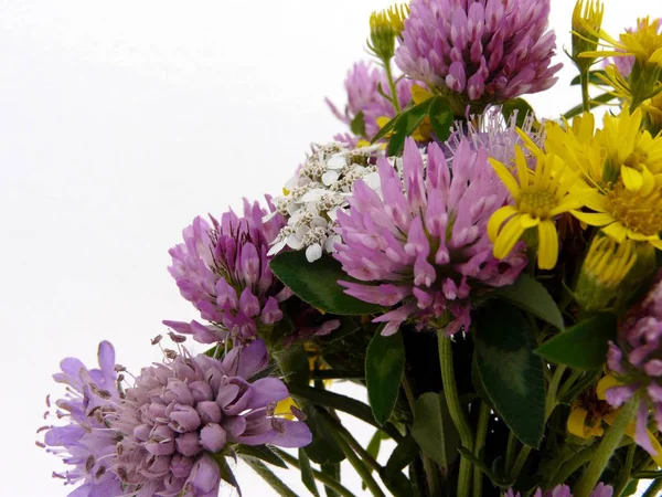 Schöne Blumen Florales Konzept Natur Hintergrund — Stockfoto