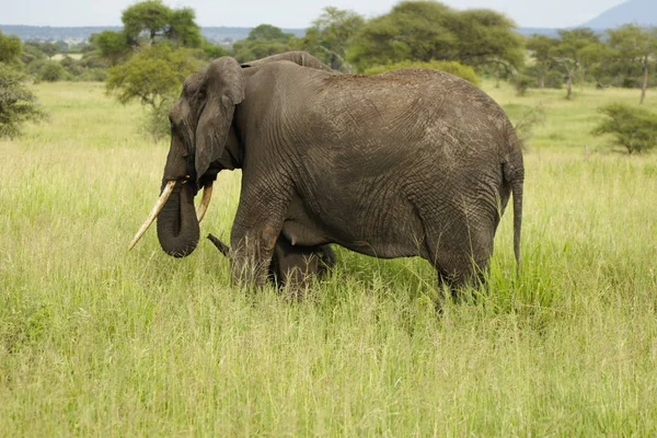 Elefantenmutter Und Kind — Stockfoto