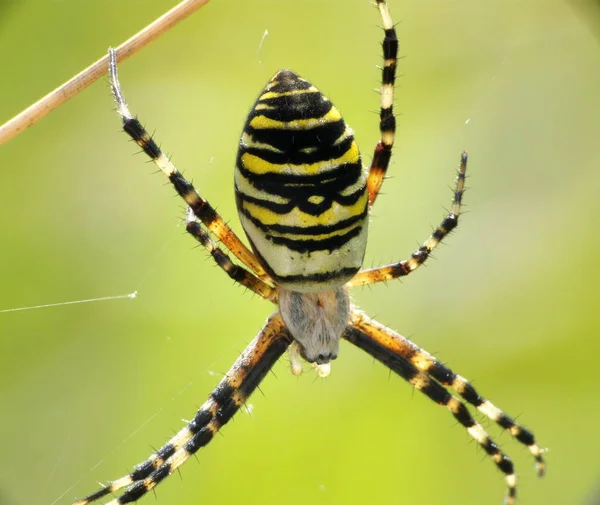 Vue Rapprochée Insecte Araignée Guêpe — Photo