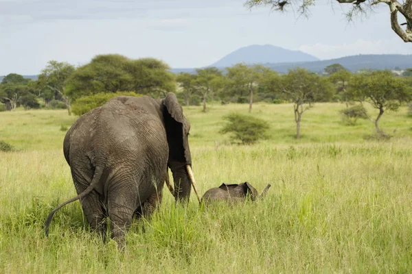 elephant mother with child