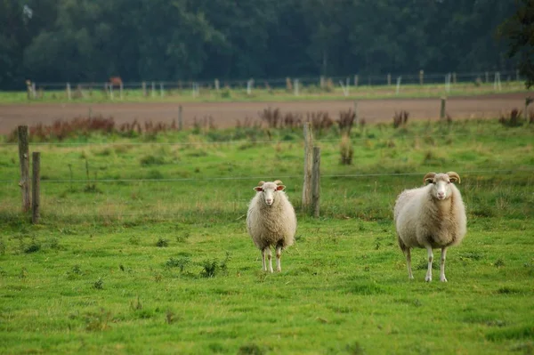 Zoogdieren Raszuivere Paarden — Stockfoto