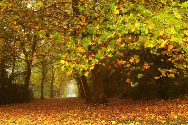 Podzimní Listy Podzimní Zeleň — Stock fotografie