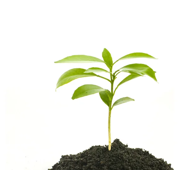 Jeune Plante Verte Dans Sol Isolé Sur Blanc — Photo