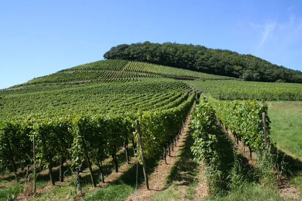 Wijngaarden Landbouw Wijnstokken — Stockfoto