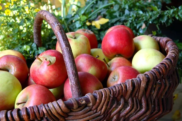 苹果收获 水果收获 — 图库照片