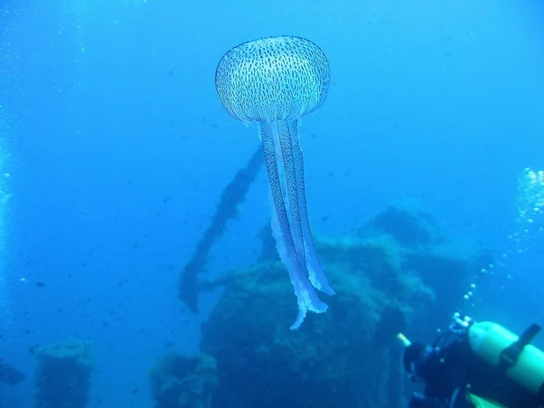 jellyfish sea underwater, sea life creature