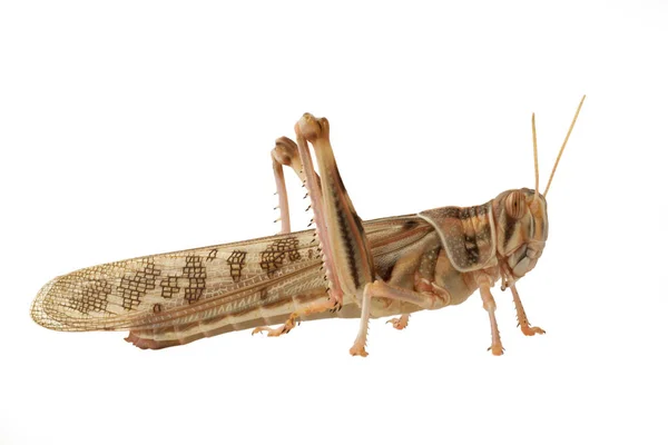 Grasshopper Insect Invertebrate Praying Bug — Stock Photo, Image