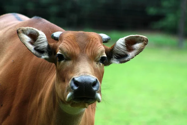 Encerramento Animais Jardim Zoológico — Fotografia de Stock