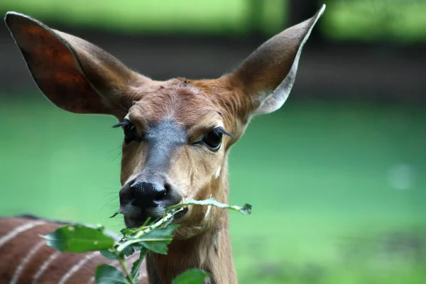 Closeup Animal Zoo — Stock Photo, Image