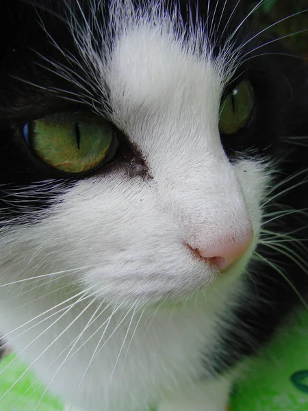 Retrato Lindo Gato —  Fotos de Stock