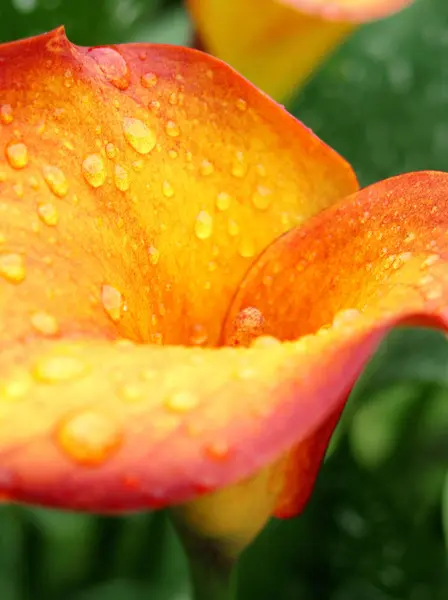 Petali Fiori Calla Esotici Flora Botanica — Foto Stock