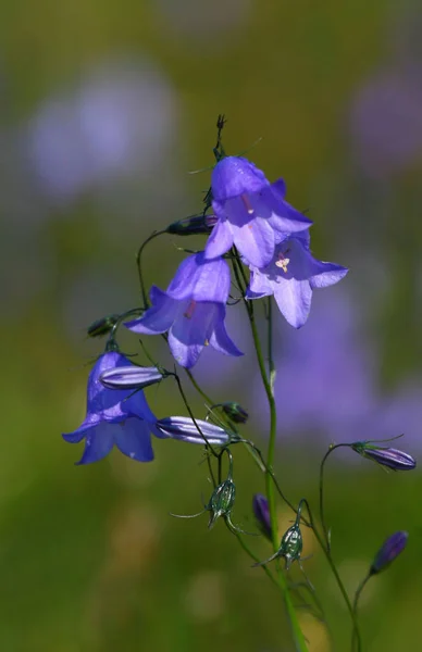 美しい自然の鐘の花の景色 — ストック写真