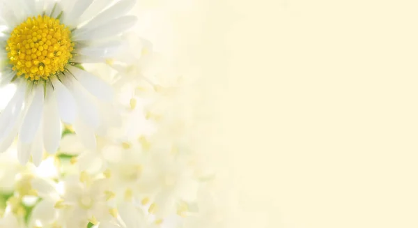 Білі Квіти Хризантем Фоні Весняного Пейзажу — стокове фото